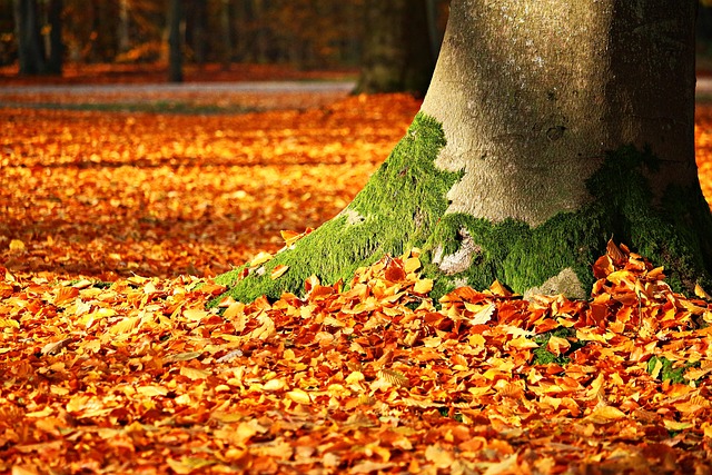 Favorite Seasonal Activity for Team Engagement